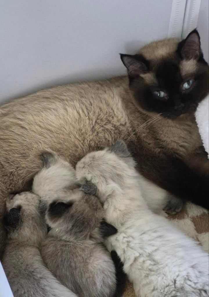 Kittens 75% ragdoll x 25% britse korthaar, Dieren en Toebehoren, Meerdere dieren