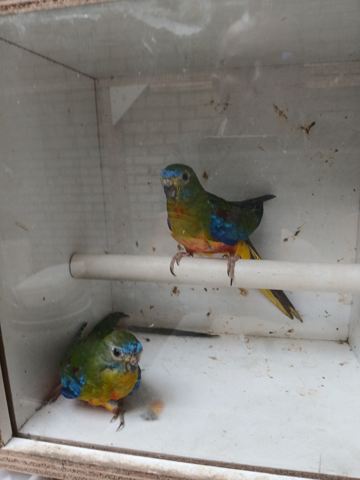 turqesine parkieten, Meerdere dieren, Parkiet