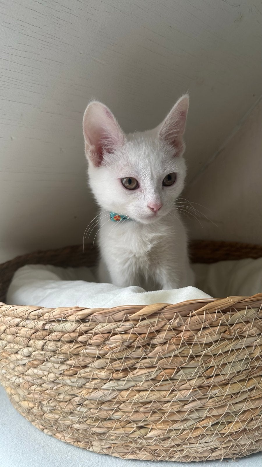 Witte kitten