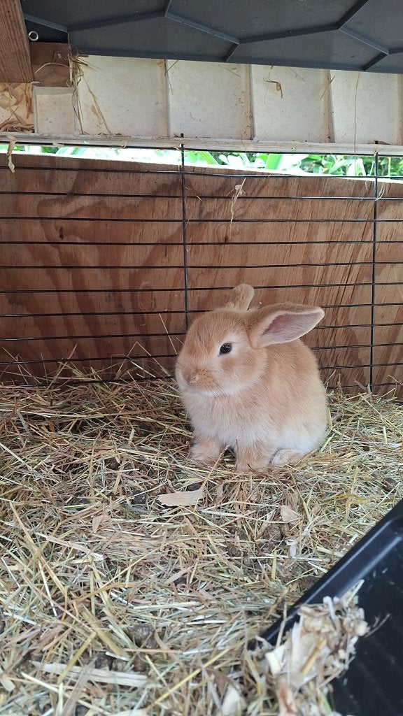 Baby konijntjes mogen direct weg❤️, Meerdere dieren, Middelgroot, Hangoor, 0 tot 2 jaar