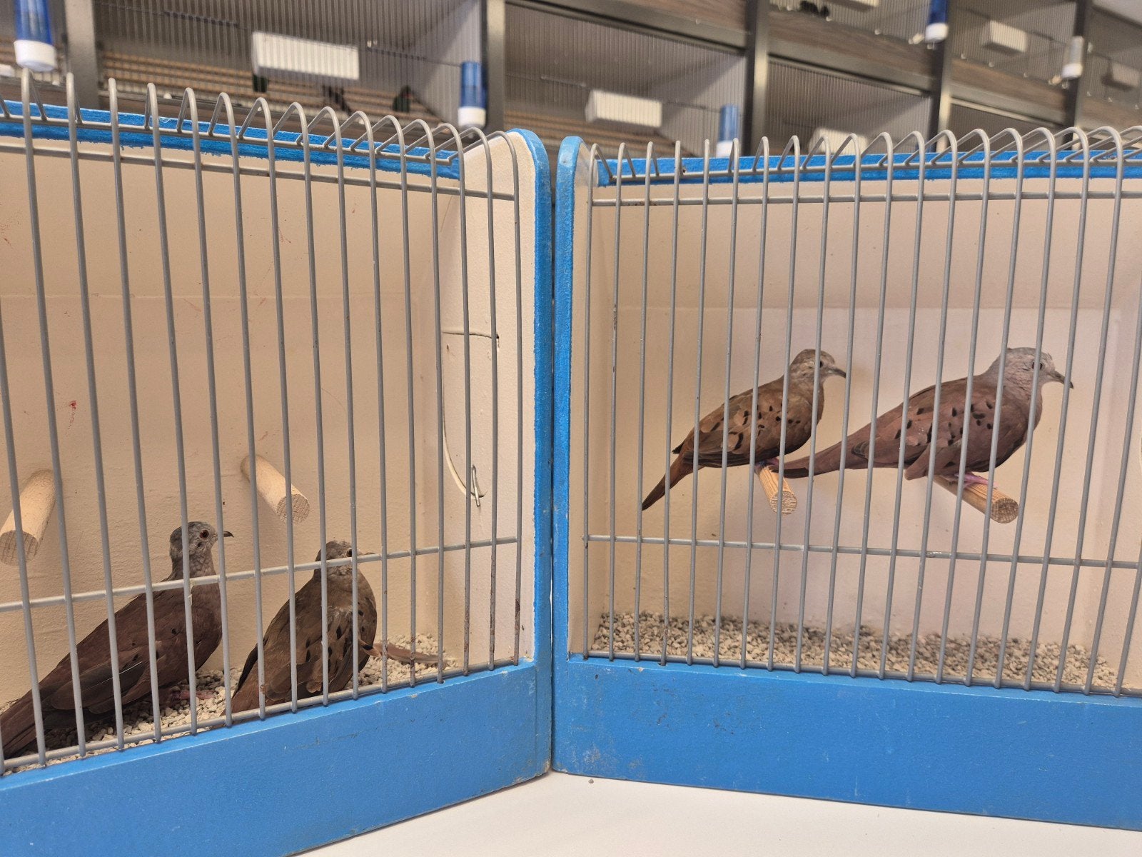 Koppels Talpacotiduifjes (Columbina talpacoti), Meerdere dieren