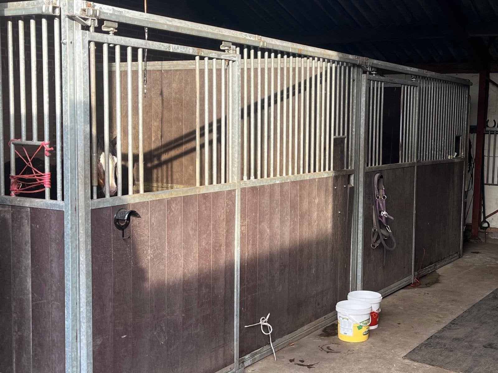 Paardenboxen, Dieren en Toebehoren, Paarden en Pony's | Dekhengsten en Fokmerries