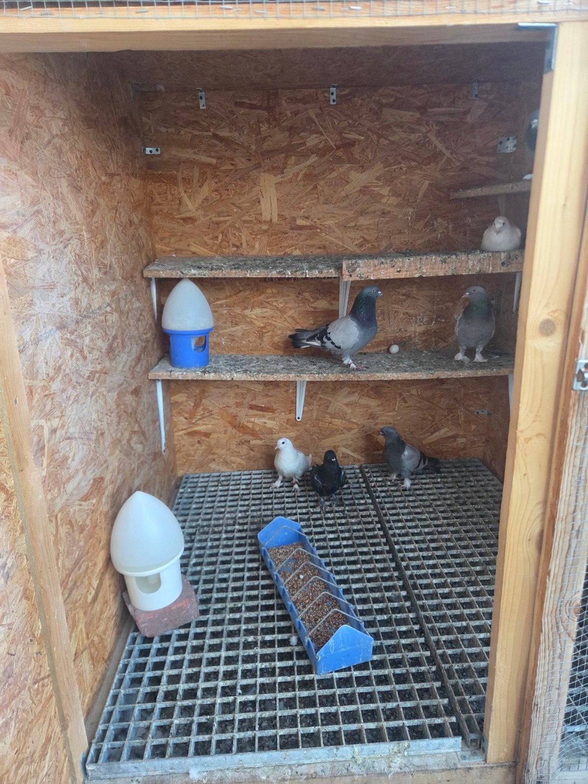 5. Takla kus ve. Kumes, Dieren en Toebehoren