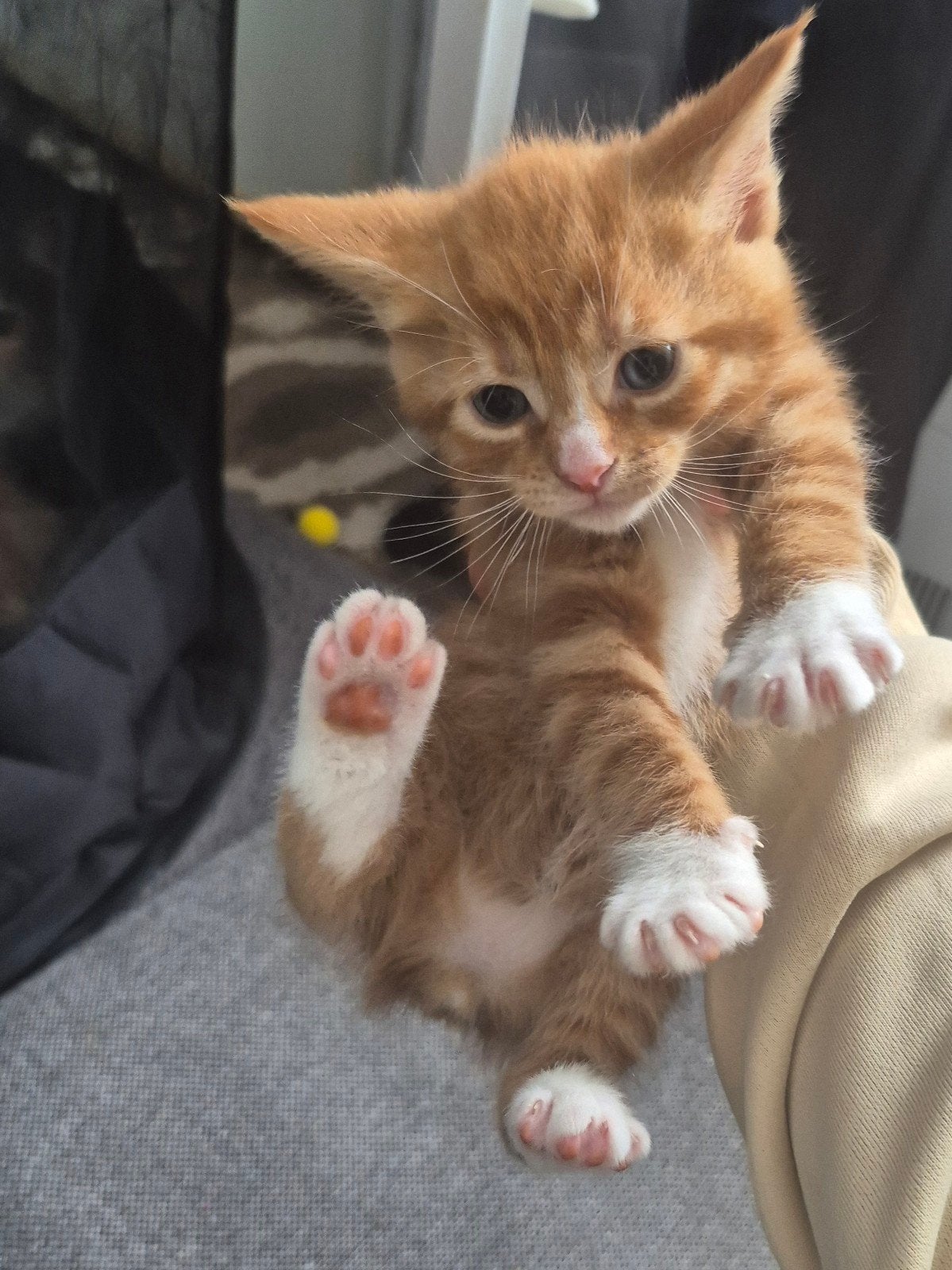 4 schattige kittens zoeken warm huis en lief baasje, Dieren en Toebehoren, Katten en Kittens | Overige Katten