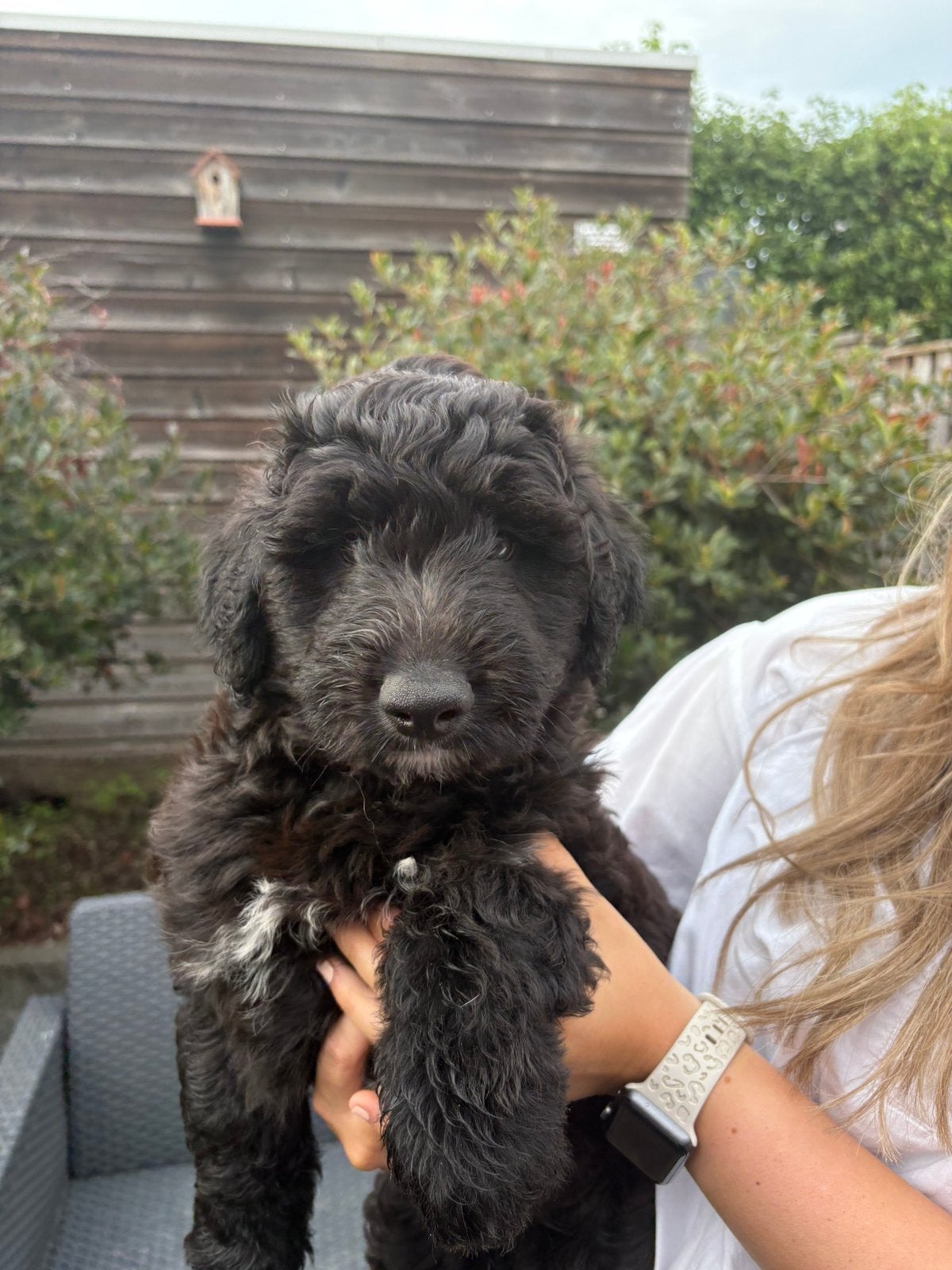 Pup met doodle look (kruising poedel-pomsky) MAG METEEN MEE, 8 tot 15 weken, Parvo, Meerdere, Meerdere dieren