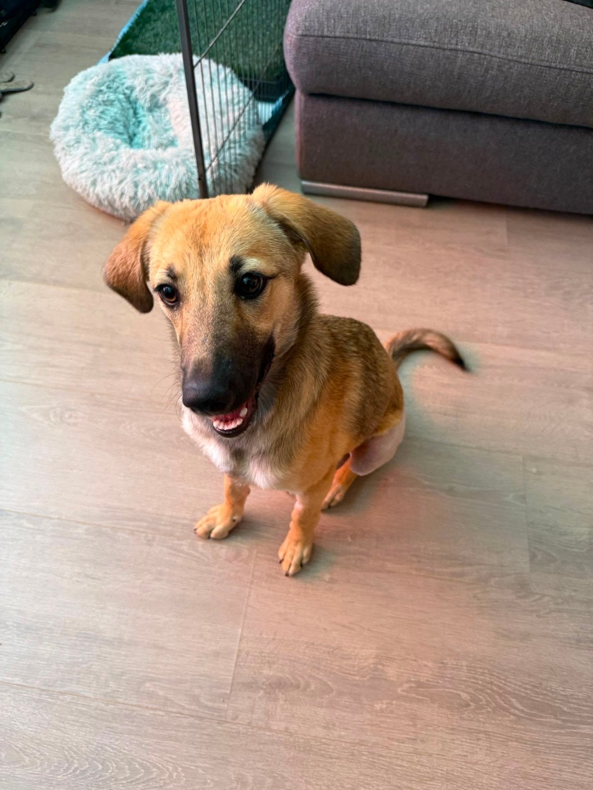 Lieve knappe herder-mix op zoek naar forever home, Particulier, Rabiës (hondsdolheid), 15 weken tot 1 jaar, Buitenland