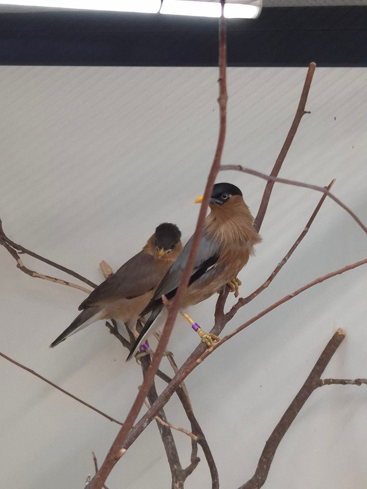 5-3 Pagode spreeuwen, Dieren en Toebehoren, Meerdere dieren, Tropenvogel, Geringd