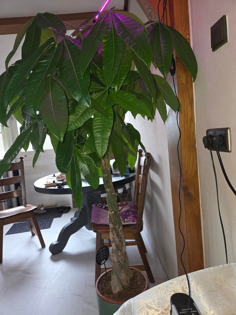 Geldboom, prachtige Pachira Aquatica, Groene kamerplant, Ophalen, Halfschaduw, 150 tot 200 cm
