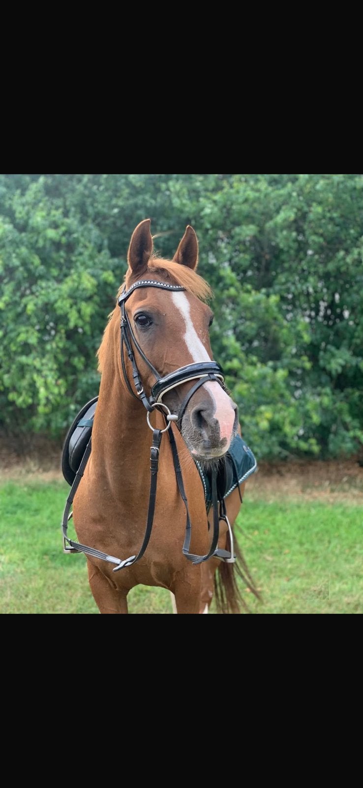 Mooie d pony z dress leermeester, Ruin, Dressuurpony, 11 jaar of ouder, D pony (1.37m tot 1.48m)