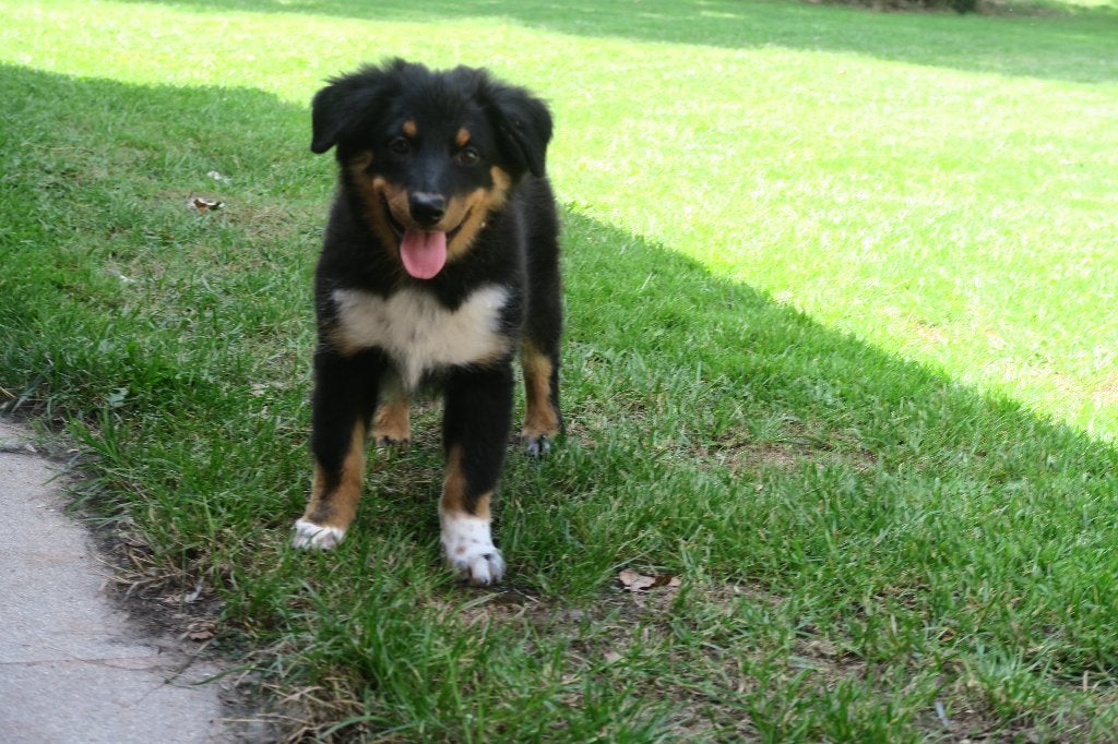 Australian Shepherd kruising puber pup reutje, Parvo, Nederland, Reu, 8 tot 15 weken