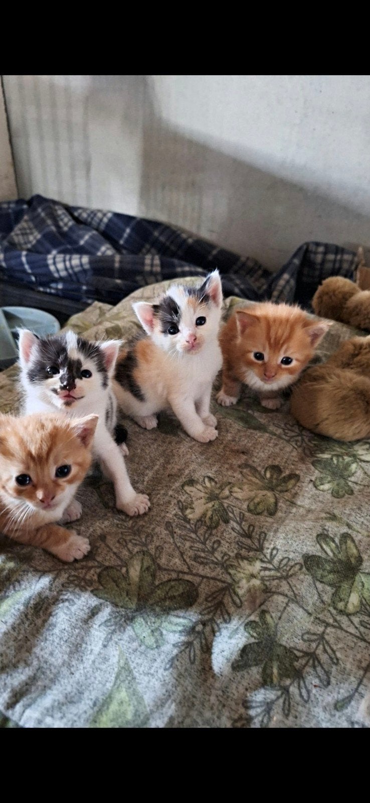 Lieve kittens te koop, Meerdere dieren, Kortharig, 0 tot 2 jaar
