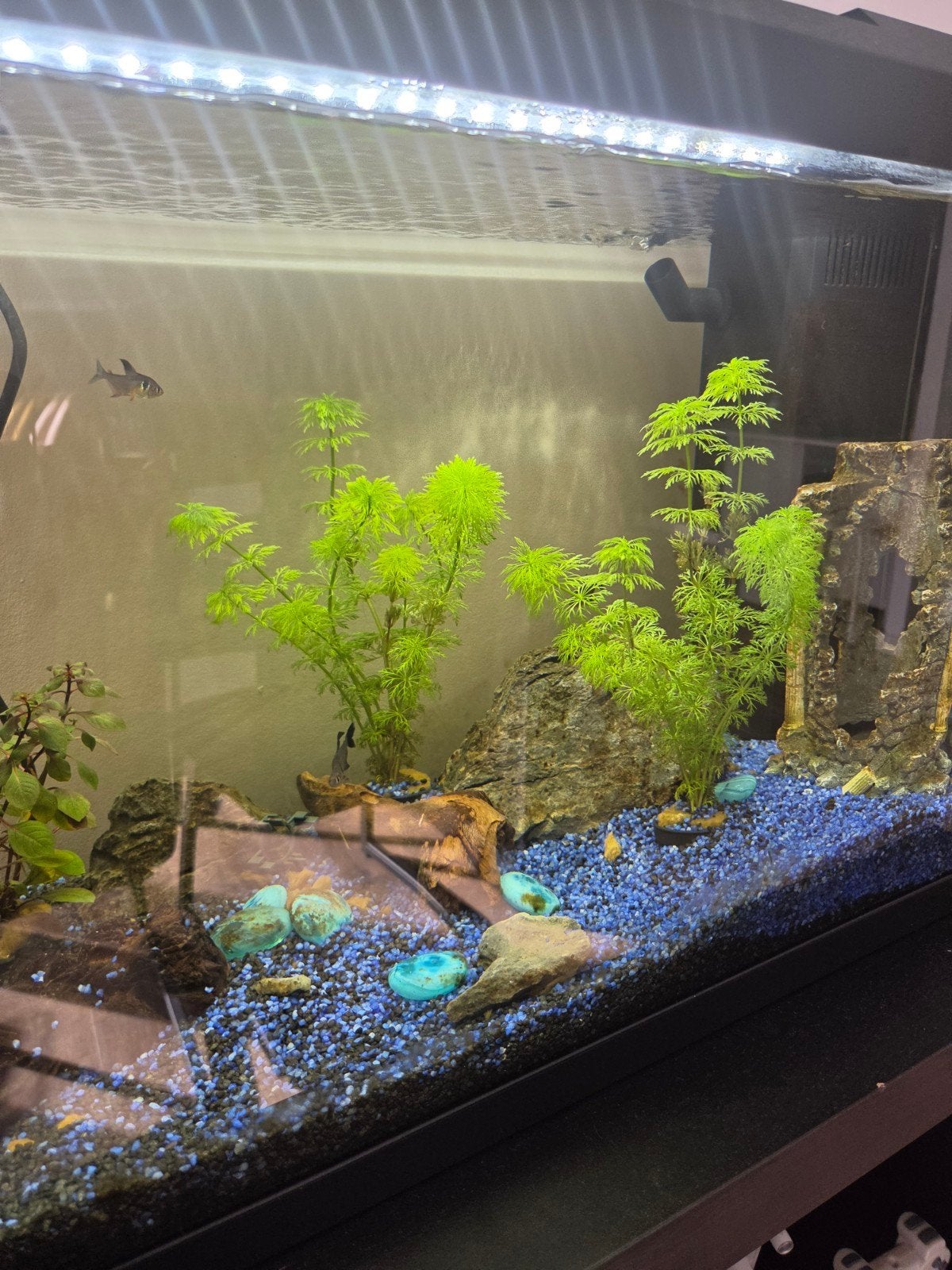 Draaiend JUWEL Aquarium 70L met vissen en planten + Skimmer, Ophalen, Zo goed als nieuw, Gevuld zoetwateraquarium