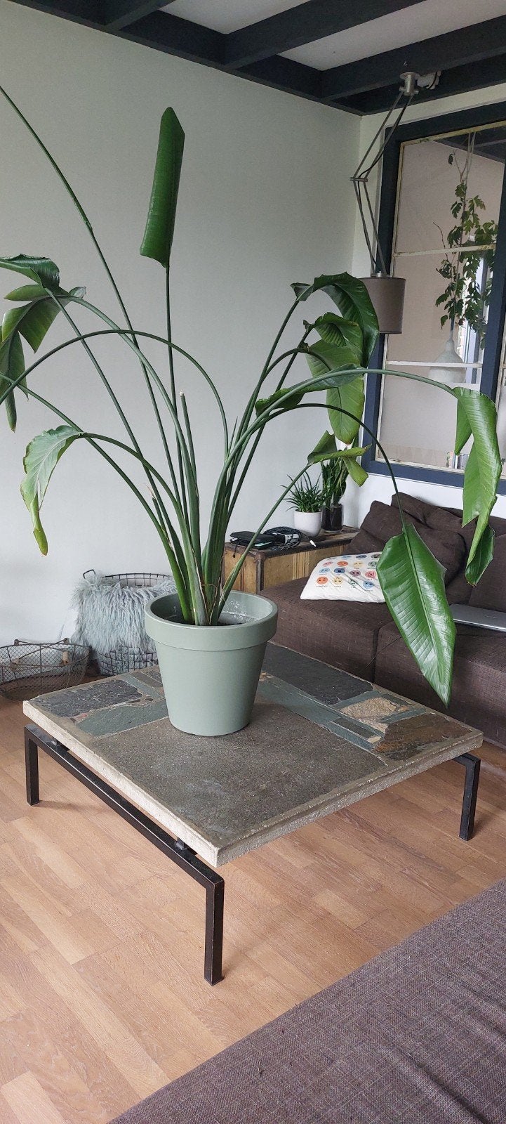 strelitzia Nicolai 180 cm, Ophalen, Overige soorten, Halfschaduw, In pot