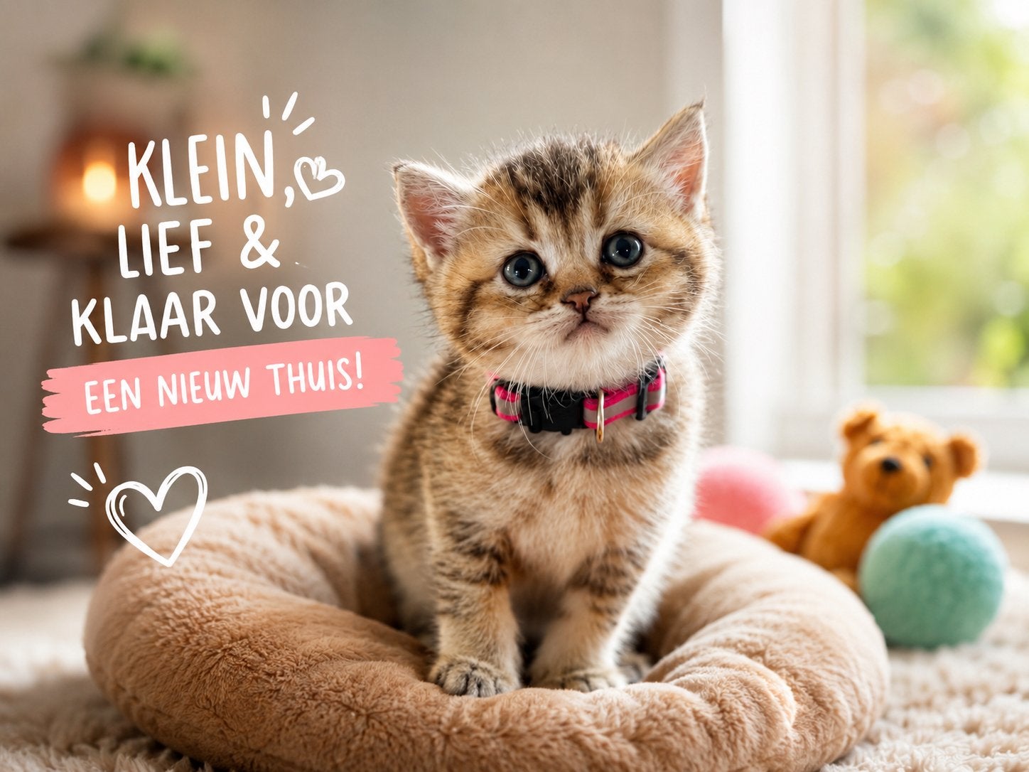 ❤️Britse korthaar kittens -Stamboom! Mag gelijk mee ❤️, Meerdere dieren, Met stamboom, 0 tot 2 jaar