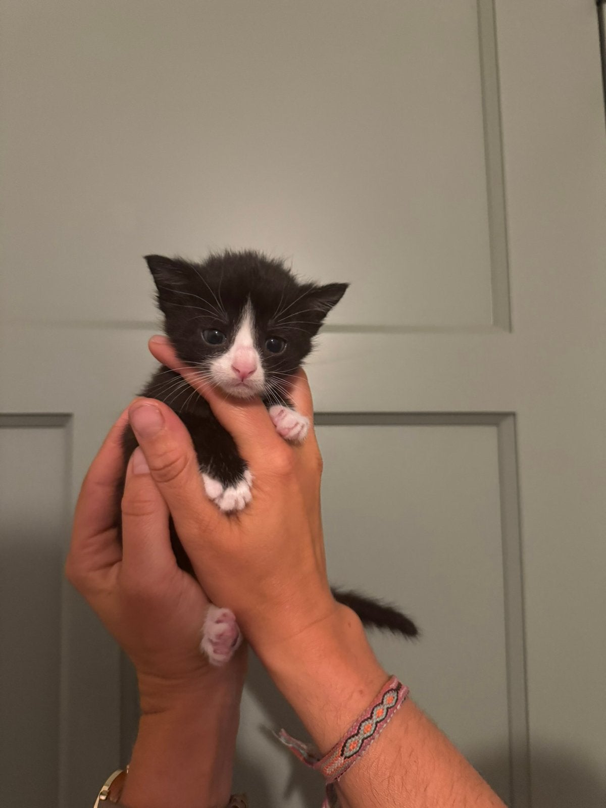9 kittens te koop, Dieren en Toebehoren, Meerdere dieren