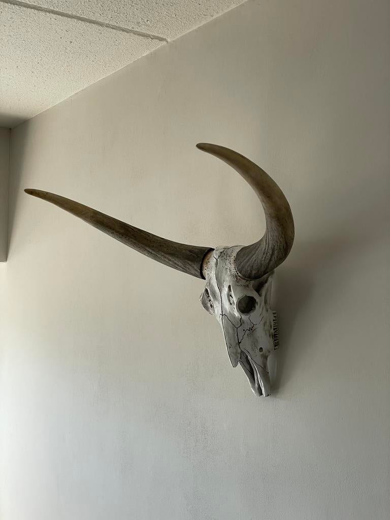 Decoratieve Koeien Doodskop (Nep), Ophalen, Gebruikt