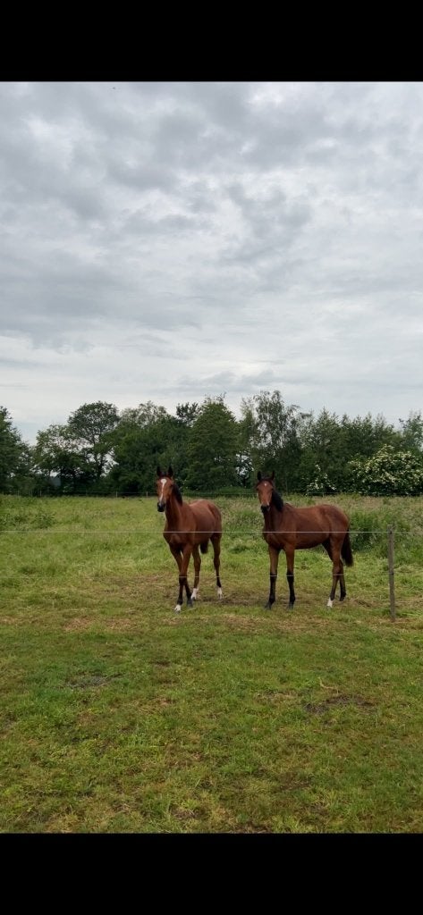 Pension / opfok aangeboden, Weidegang, 1 paard of pony
