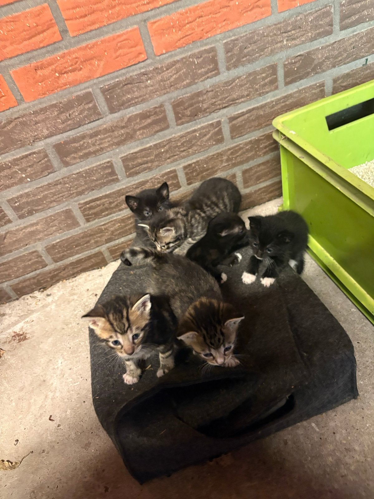 Kittens