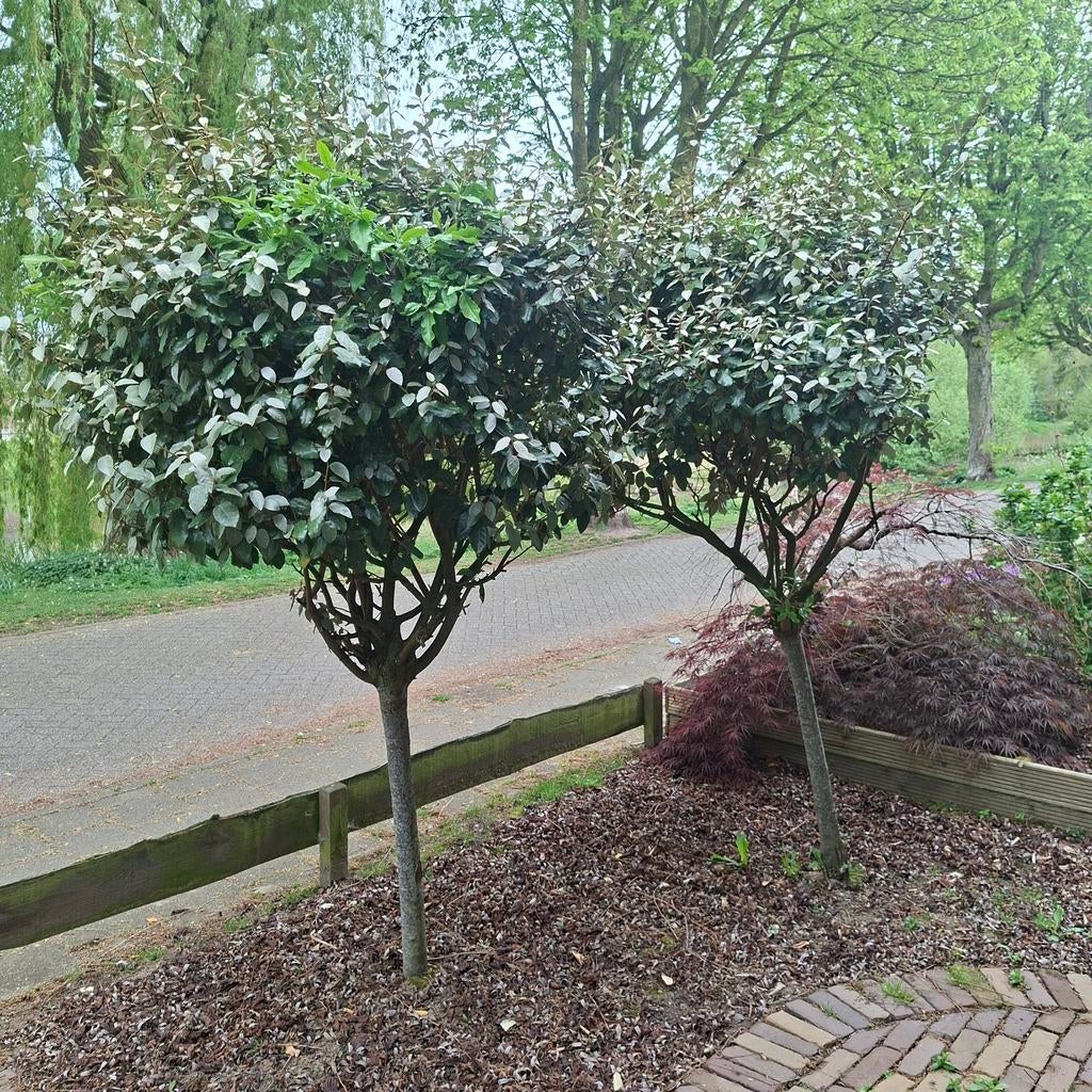 2x elaeagnus ebbingei olijfwilg, Tuin en Terras, Planten | Bomen, Ophalen, Volle zon, Overige soorten, 100 tot 250 cm