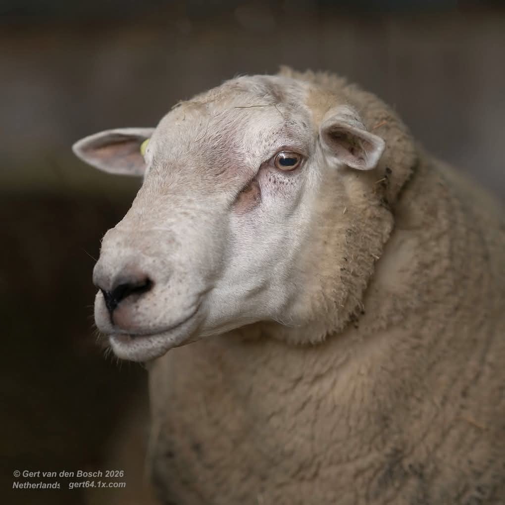 Overjarige Swifter Ram, Mannelijk, Schaap, 3 tot 5 jaar