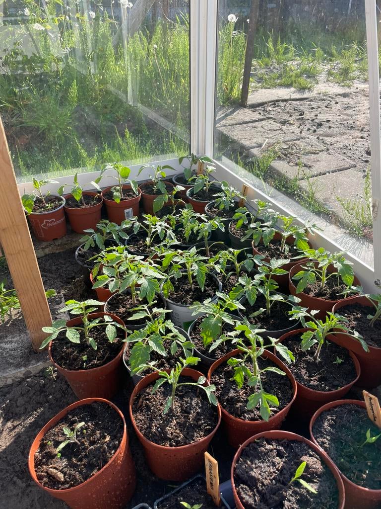 Tomatenplanten te koop (8 soorten), Tuin en Terras, Planten | Tuinplanten, Ophalen, Eenjarig, Groenteplanten, Volle zon
