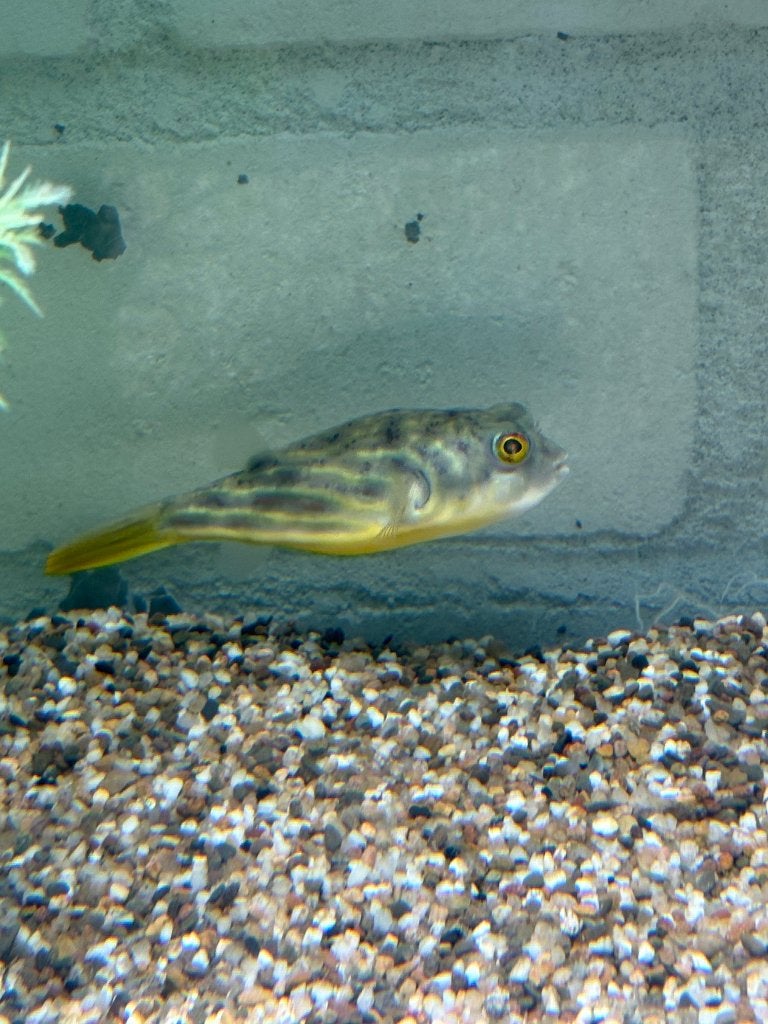 Tetraodon fahaka, Vis, Zoetwatervis