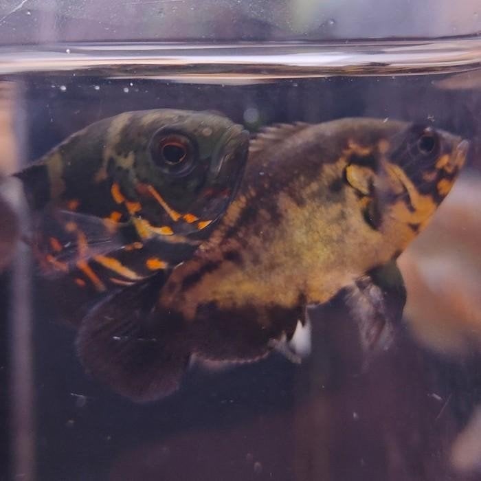 Astronotus ocellatus, Vis