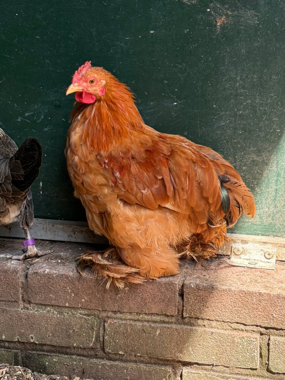 Bowie, cochin kriel haan kuiken, Dieren en Toebehoren, Pluimvee, Mannelijk, Kip