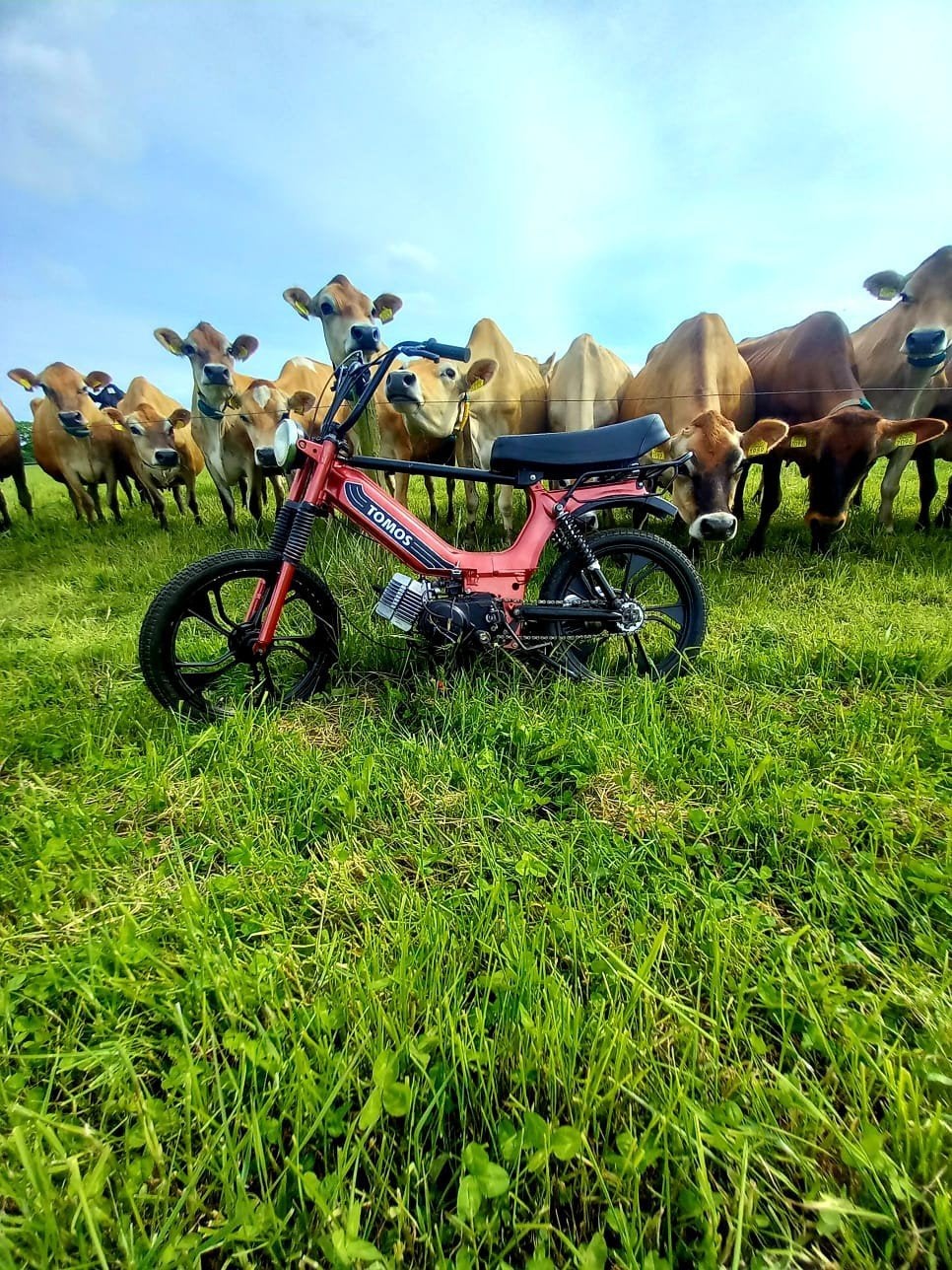 Tomos 65cc, Ophalen, Standard