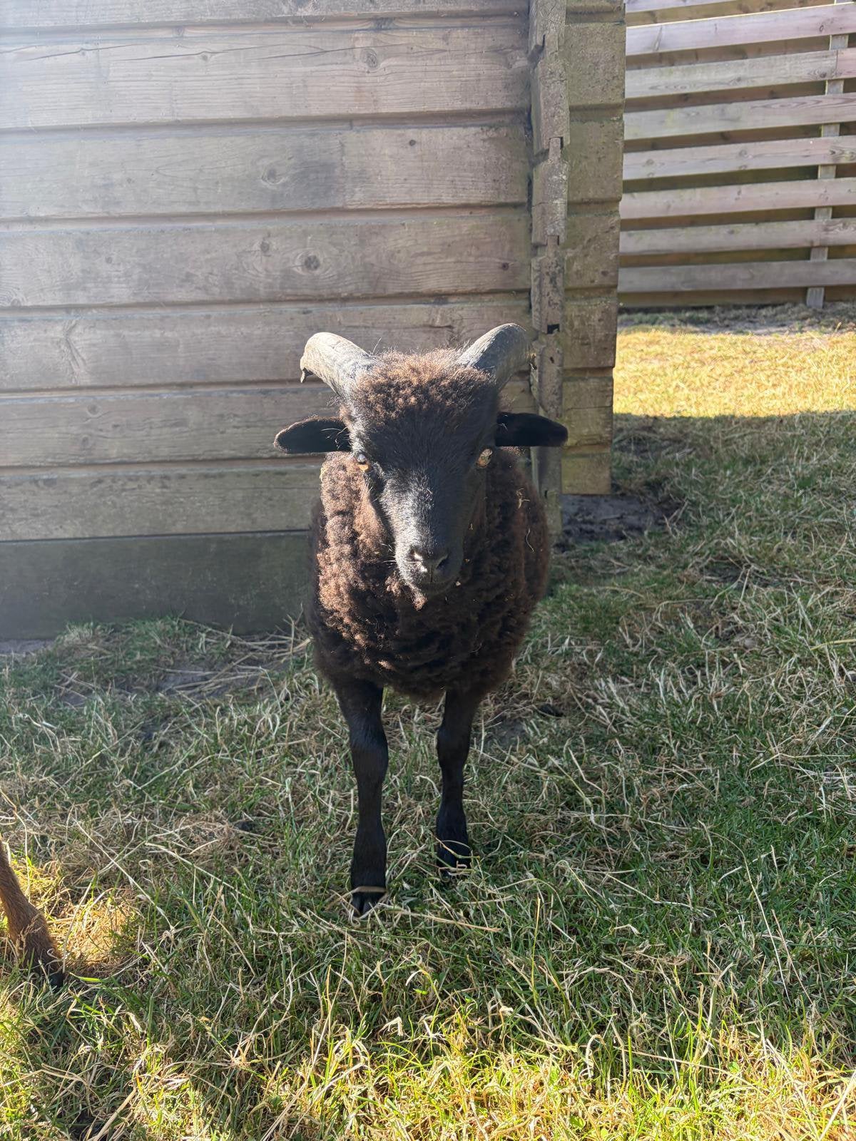 Ouessant  ram, Mannelijk, Schaap
