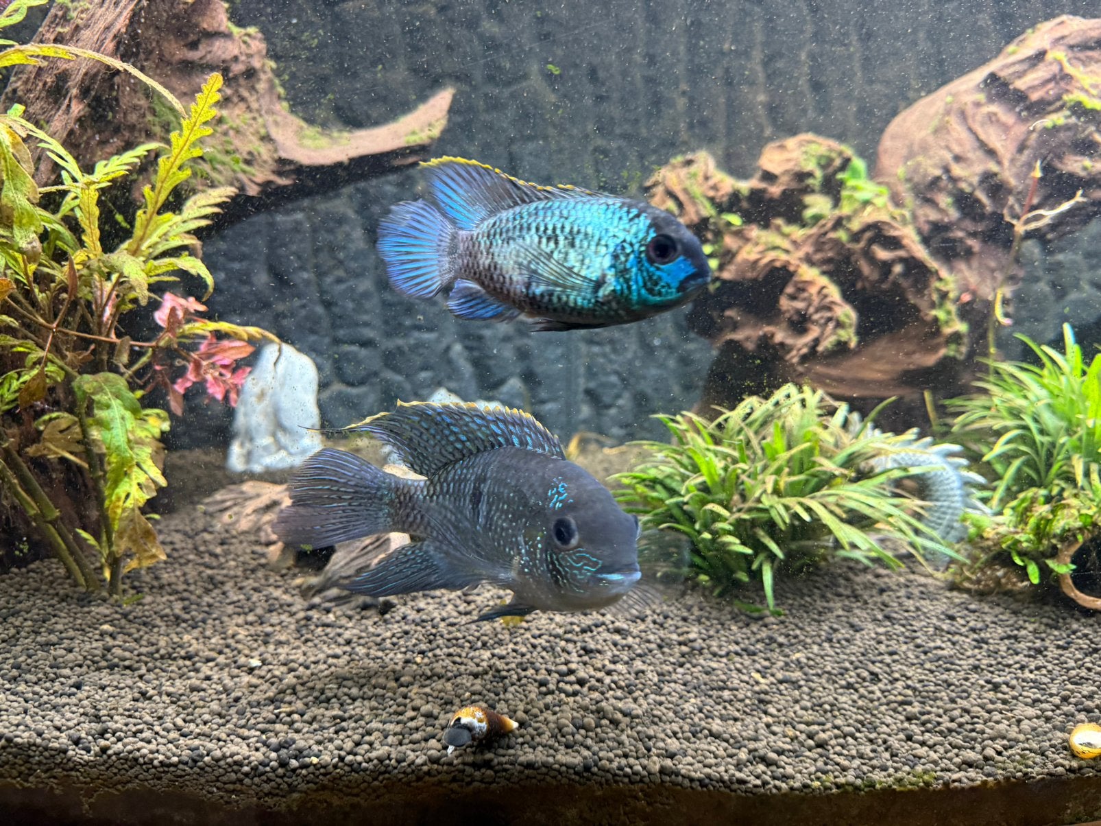 Bewezen koppel blauwe acara electric blue, Vis