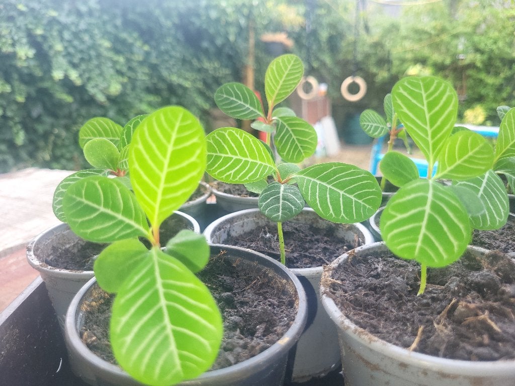 Stekjes voor Goede Doel: pannenkoekenplant, Madagascar Jewel, Ophalen, Overige soorten, Halfschaduw, In pot