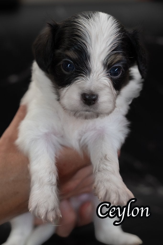 3 Phalène Male Puppies from an FCI-Registered Kennel, Dieren en Toebehoren, Honden | Chihuahua's en Gezelschapshonden, Parvo, 8 tot 15 weken