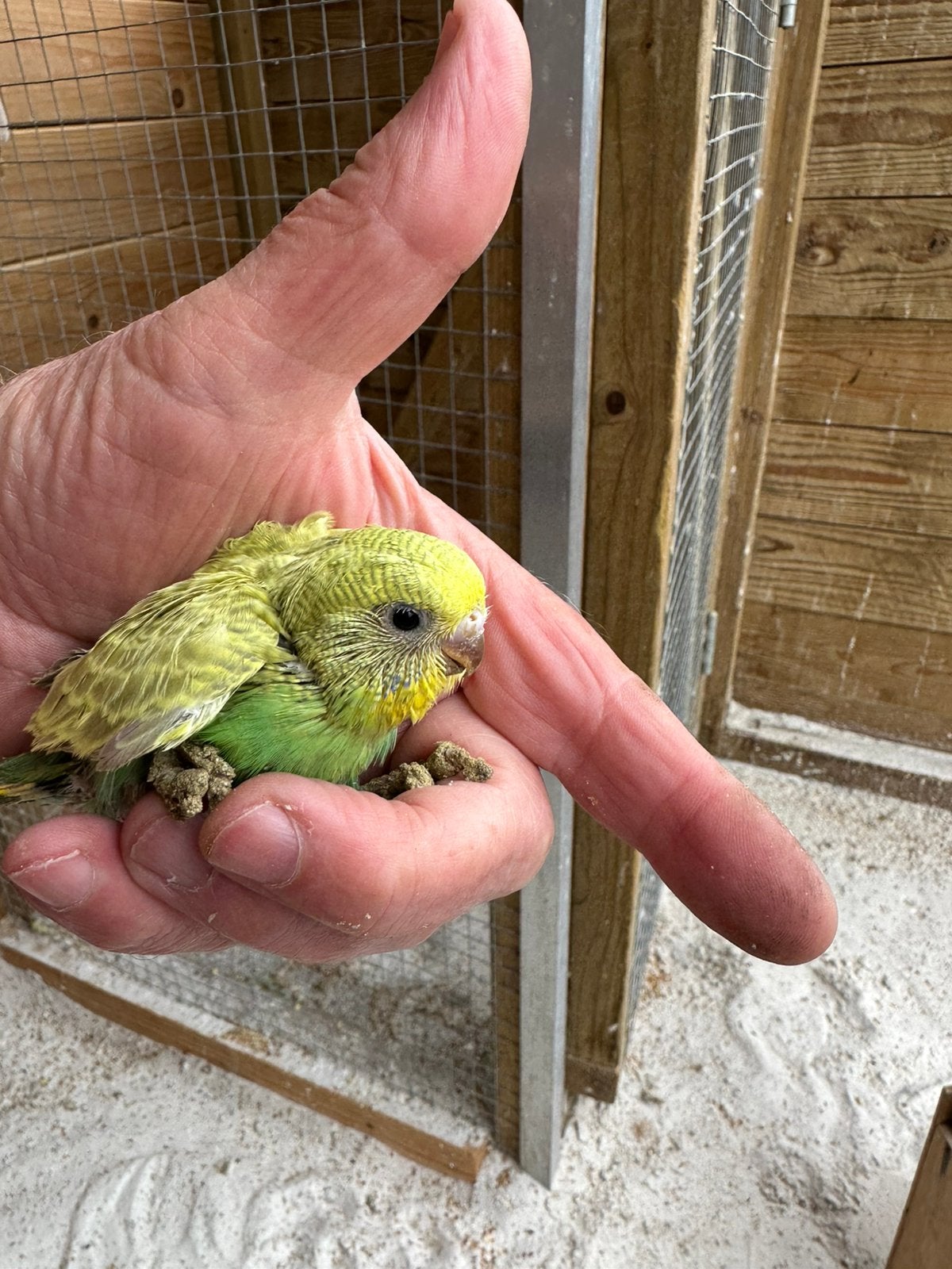 Hele jonge jonge hand tamme grasparkieten, Dieren en Toebehoren, Meerdere dieren, Parkiet