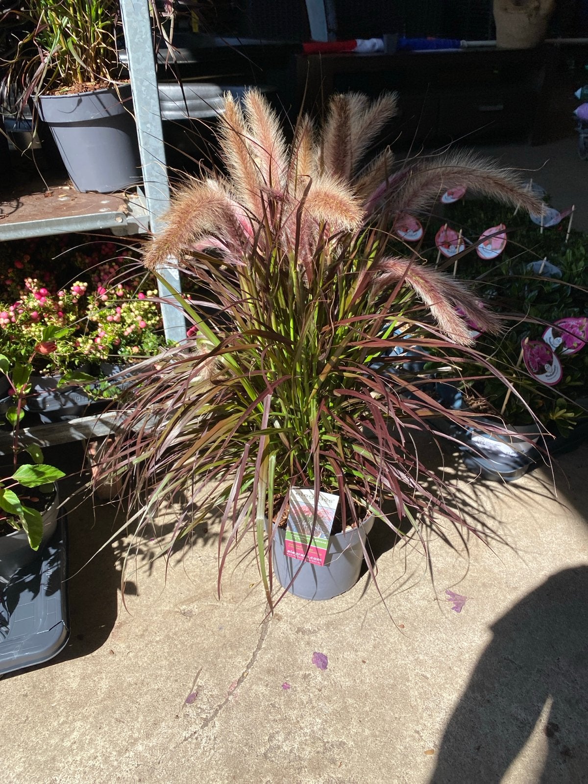 Pennisetum x advena 'Tiny Tails' - Siergras, Ophalen, Volle zon, Vaste plant, Siergrassen
