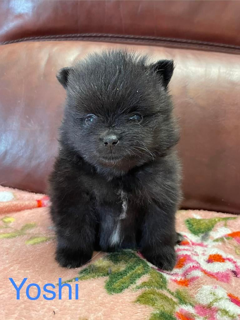 5 Prachtige pomeriaan/dwergkees pups.️🩵🩷, Overige rassen, 8 tot 15 weken, Parvo, Meerdere