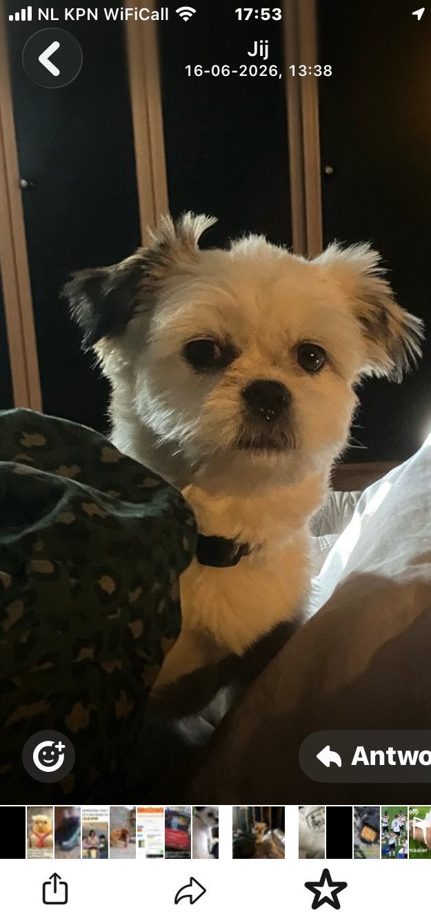 Oppas gezocht voor ons hondje bobby tegen vergoeding, Overige rassen, Parvo, Teef, Eén hond
