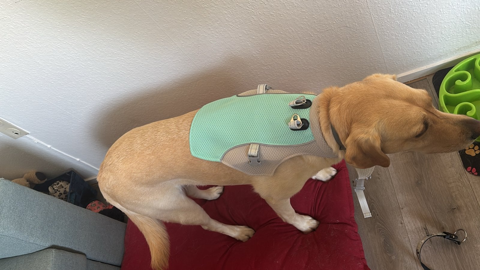 Koelvest hond maat M, Ophalen of Verzenden, Nieuw