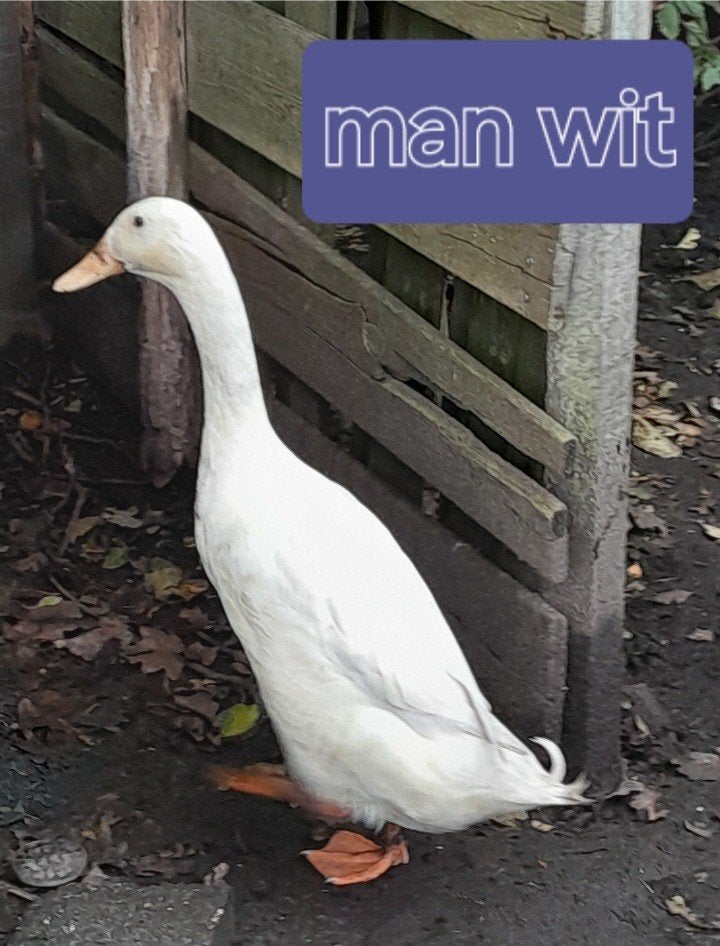 loopeenden en kwaker, Dieren en Toebehoren