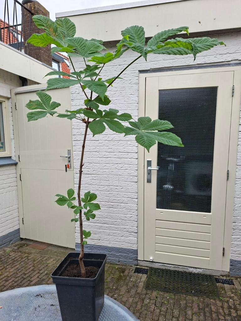 Kastanje, Ophalen, Overige soorten, Volle zon, 100 tot 250 cm