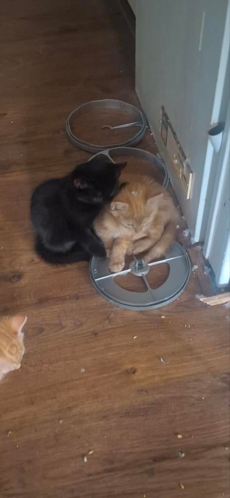 2 kittens zoekt fijne thuis, Poes, 0 tot 2 jaar