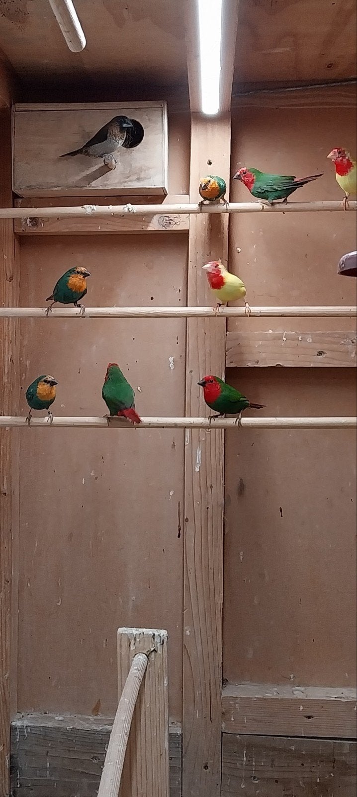 Papegaaiamadine roodkop & zeegroen, Geslacht onbekend