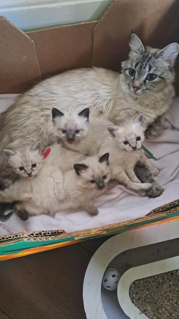 3 ragdolbroertjes zoeken nog 4 ever home, Meerdere dieren, Gechipt