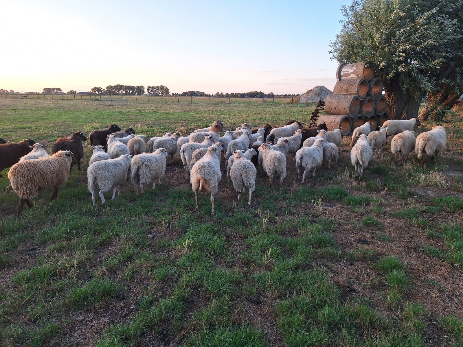 skudde ooien, Dieren en Toebehoren, Vrouwelijk, Schaap