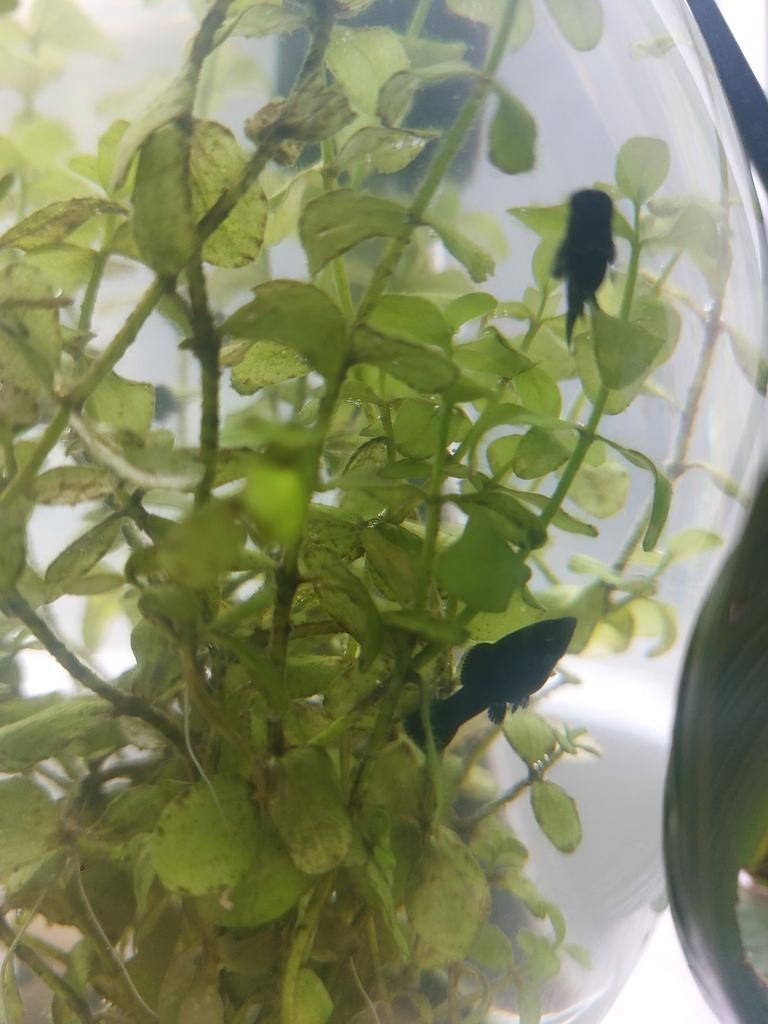 We hebben 6x Zwarte Molly te koop 1 euro per stuk, Dieren en Toebehoren, Vis