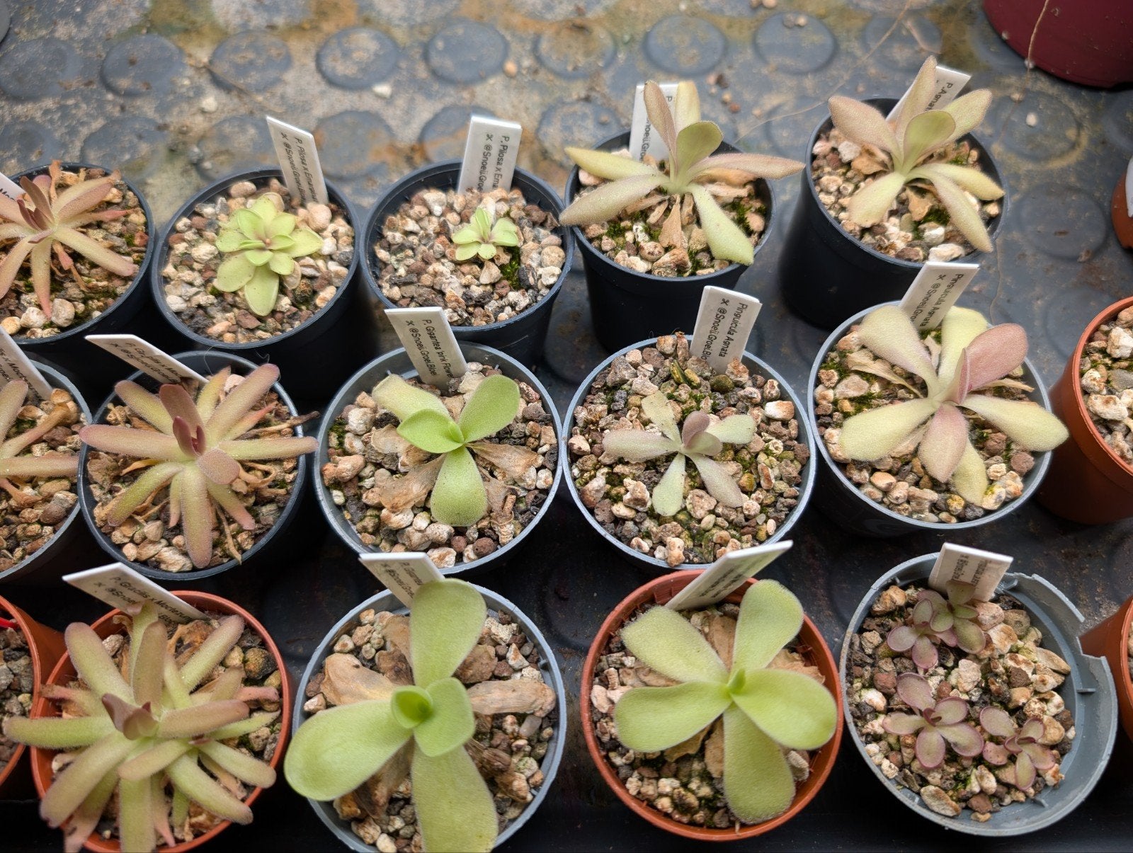 Vleesetende planten Pinguicula, Huis en Inrichting, Kamerplanten, Ophalen of Verzenden, Halfschaduw, Minder dan 100 cm