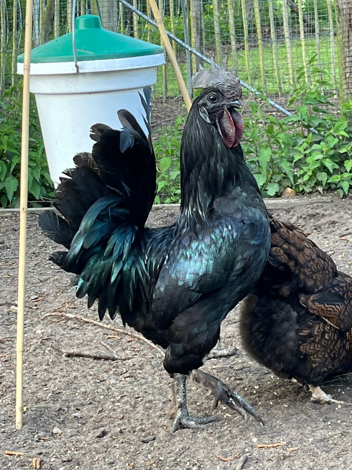 Bieden kruising Haan Ajam cemani, Mannelijk, Kip