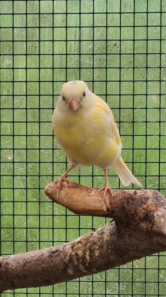 jonge kanarie, Vrouwelijk, Kleurkanarie