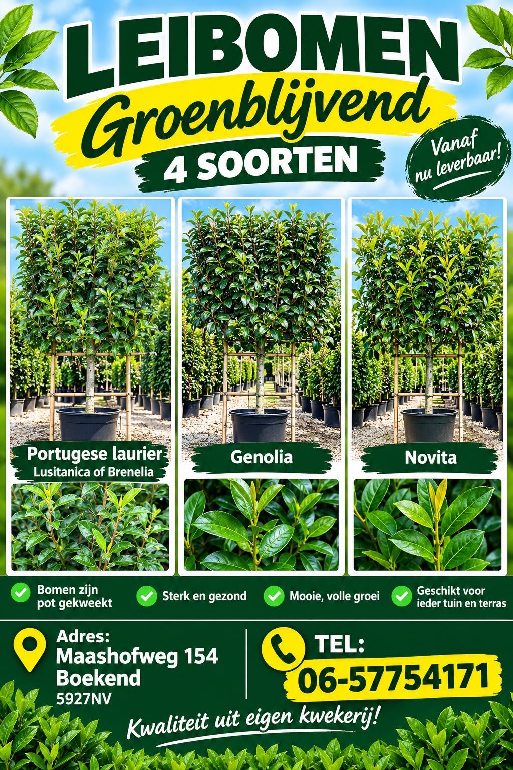 LEIBOMEN v.a 95.00€  4 soorten groen blijvend, Volle zon, Bloeit niet, Minder dan 100 cm, Overige soorten