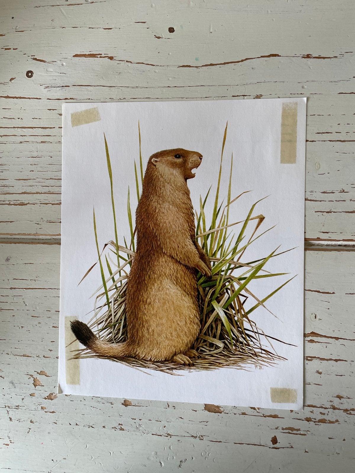 Vintage Artis Steppemarmot prent - Zoogdieren uit Europa, Ophalen of Verzenden, Gebruikt, Wild dier, Overige typen